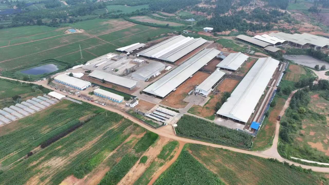 記者走基層｜硯山「科技牛」的富民賬本