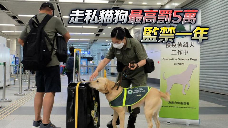 漁護署：已主動定期與社交平台溝通嚴打走私貓狗 將違規內容下架　