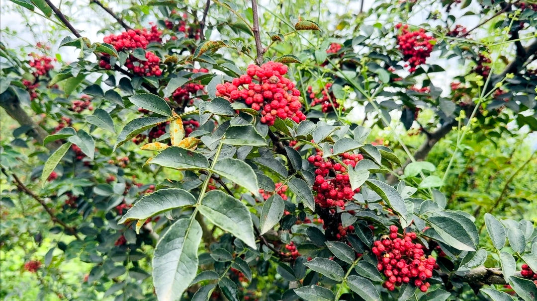 宋洛鄉後山坪村生態花椒迎來豐收上市