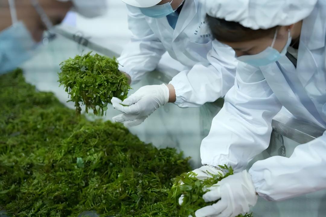 來鳳藤茶集團超級加工廠正式投產|以科技鑄匠心 開啟藤茶產業發展新篇章