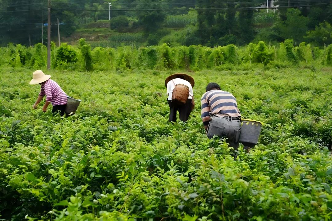 擴能提質強鏈條 彰顯國有鏈主擔當 來鳳酉味藤茶集團以全產業鏈撬動藤茶產業升級