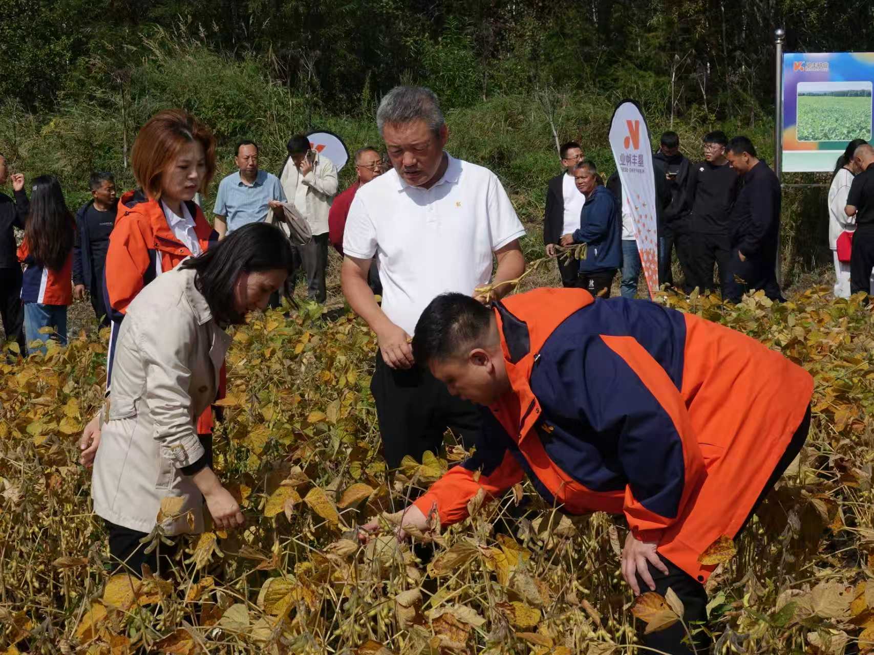 北緯53度結出「金豆子」——黑龍江塔河縣寒地大豆育種實現新突破