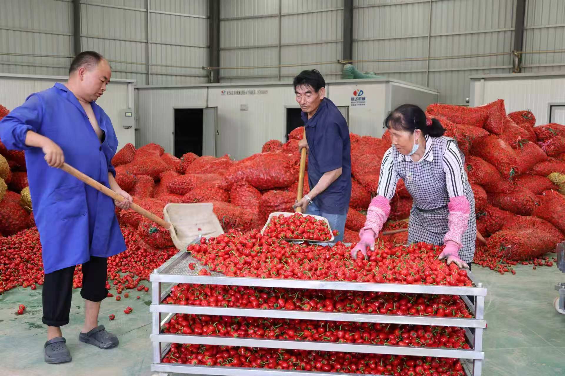 椒紅遍野豐收旺  產業賦能助振興——霑益吳家莊小辣椒鋪就富民增收路