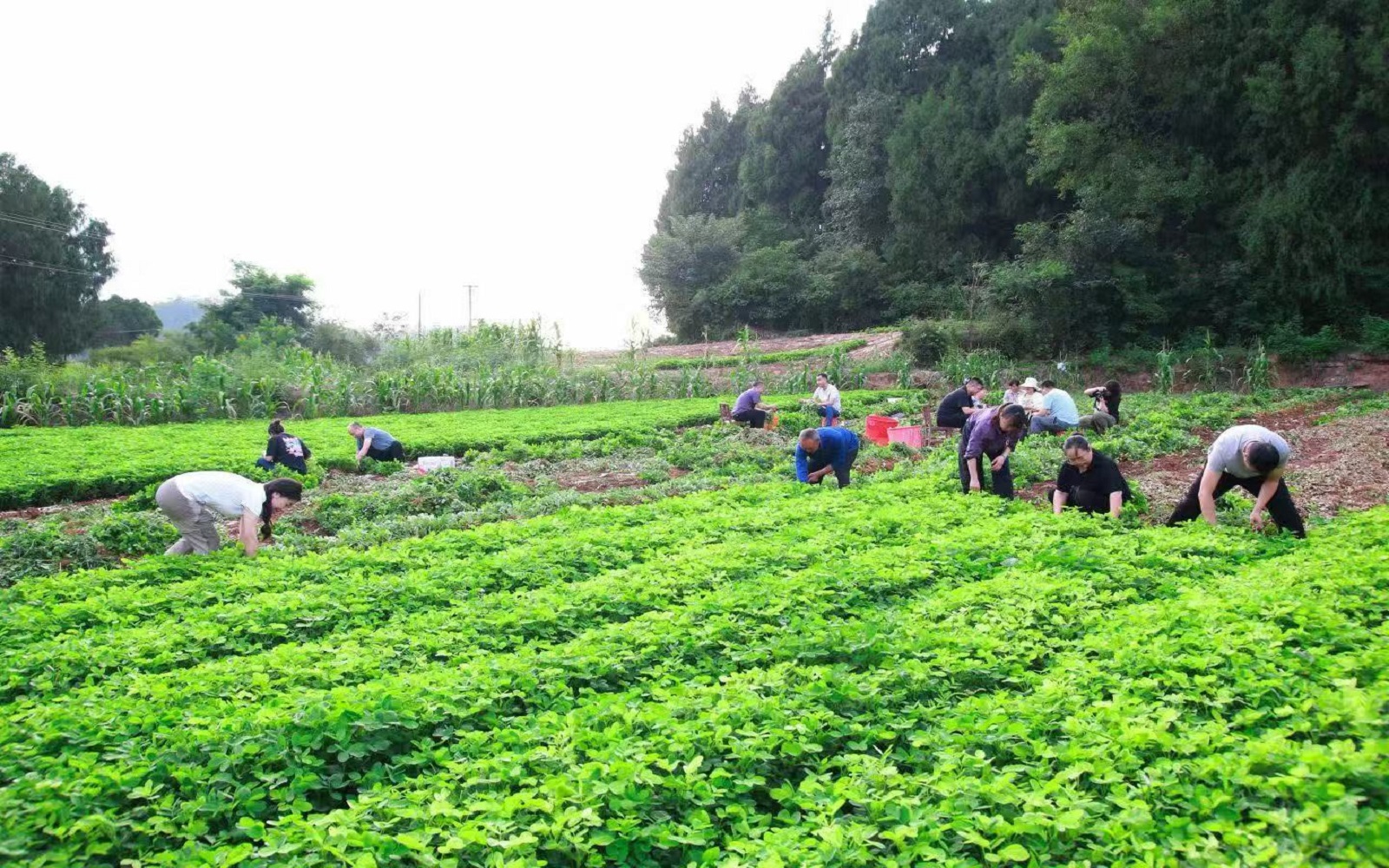 四川梓潼7萬餘畝花生豐收 成為助農增收致富「法寶」