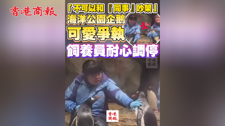 有片丨「不可以和『同事』吵架」 海洋公園企鵝可愛爭執 飼養員耐心調停