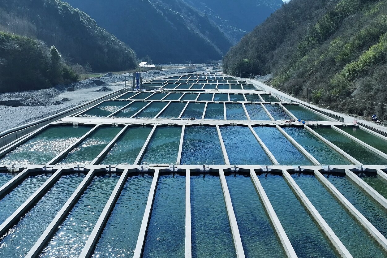  四川平武：冷水魚串起全產業鏈 賦能鄉村全面振興新圖景