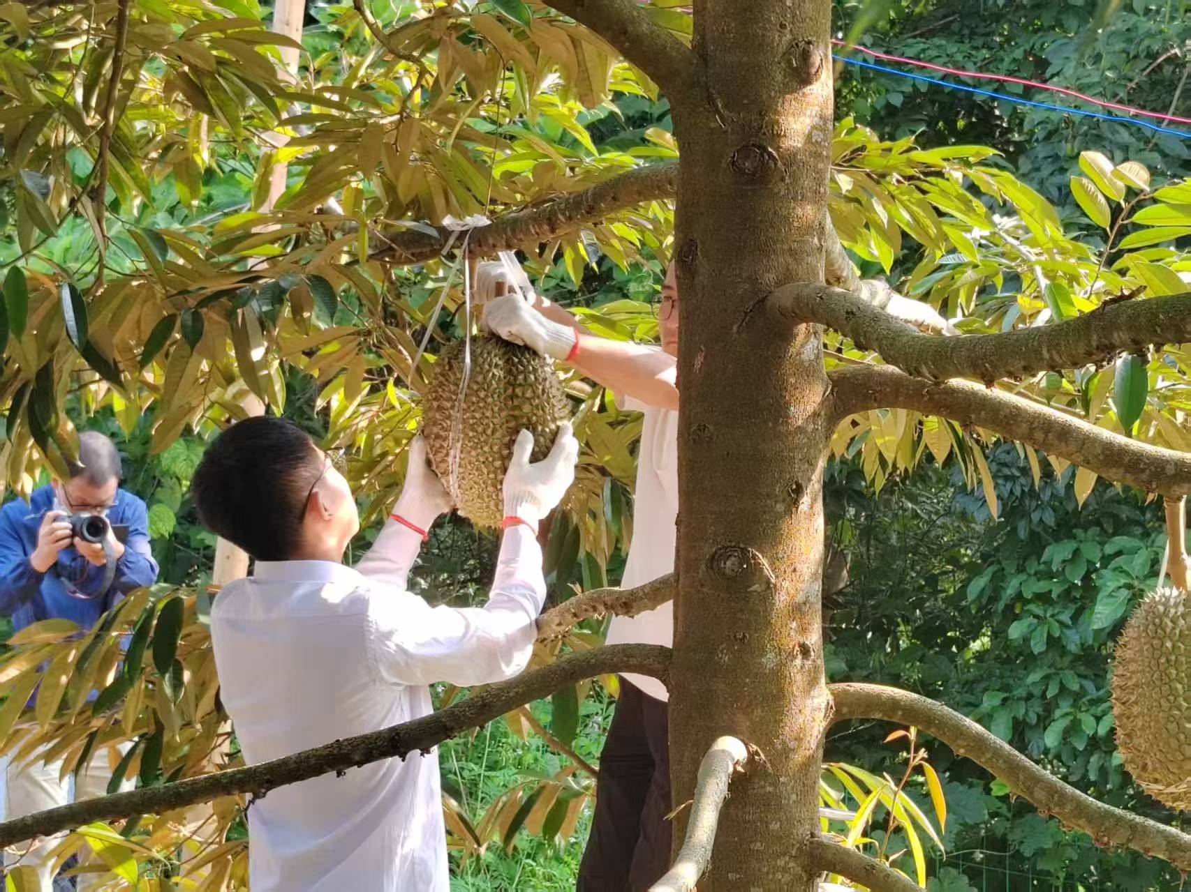 林果蔬药齐发力!云南金平构建“4+7+N”体系，绘就边疆致富图