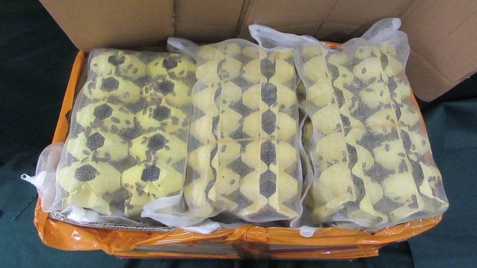 海關偵破懷疑非法進口活體植物病蟲害案 檢獲200隻蟋蟀及13公斤杜比亞蟑螂
