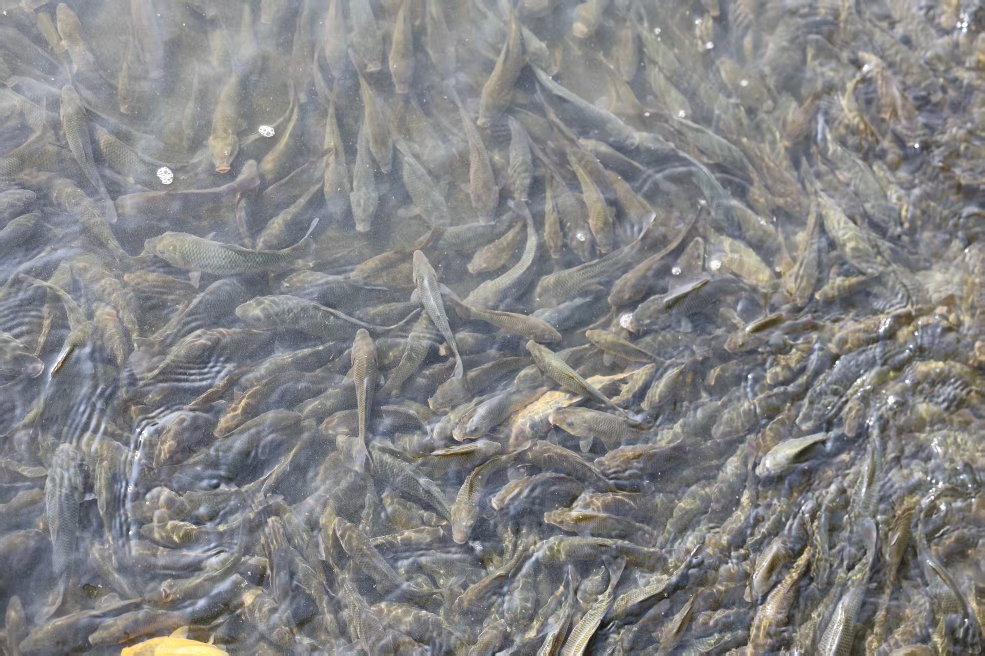 紅河元陽：岸上養魚遊出致富路