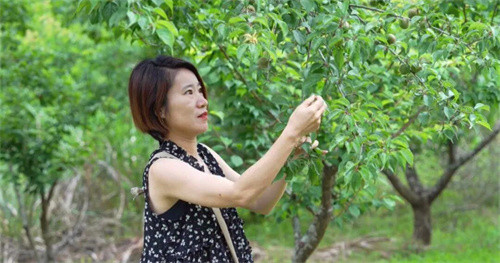 皖黟縣：特色文化賦能 青梅產業勃興