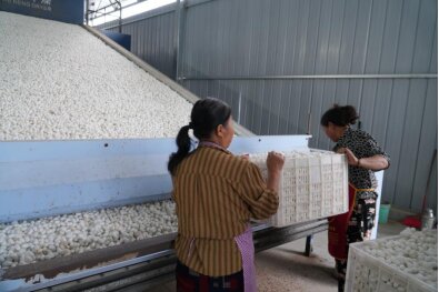 蠶農總收入破千萬元 四川梓潼蠶桑產業覆蓋數千戶農戶蠶繭成為群眾增收致富「白銀豆」