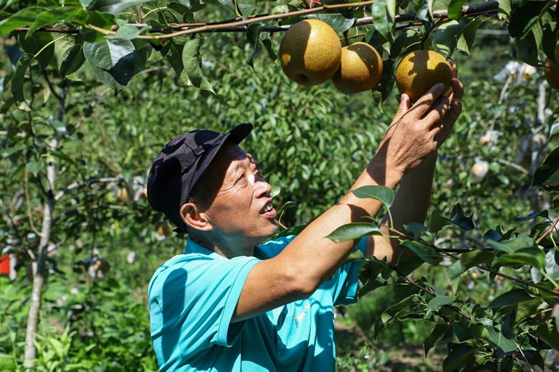 皖休寧溪口鎮：徽州桂花梨 碩果滿枝頭