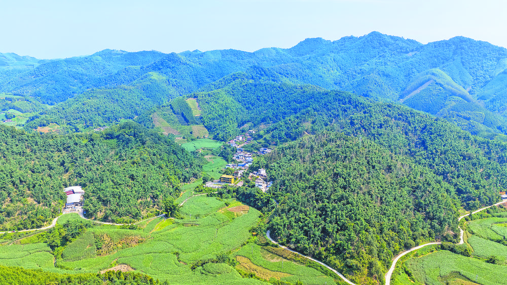 30年粵桂接力 「一根筍」長成3.25億元產業 田林八渡筍借道平陸運河走向世界