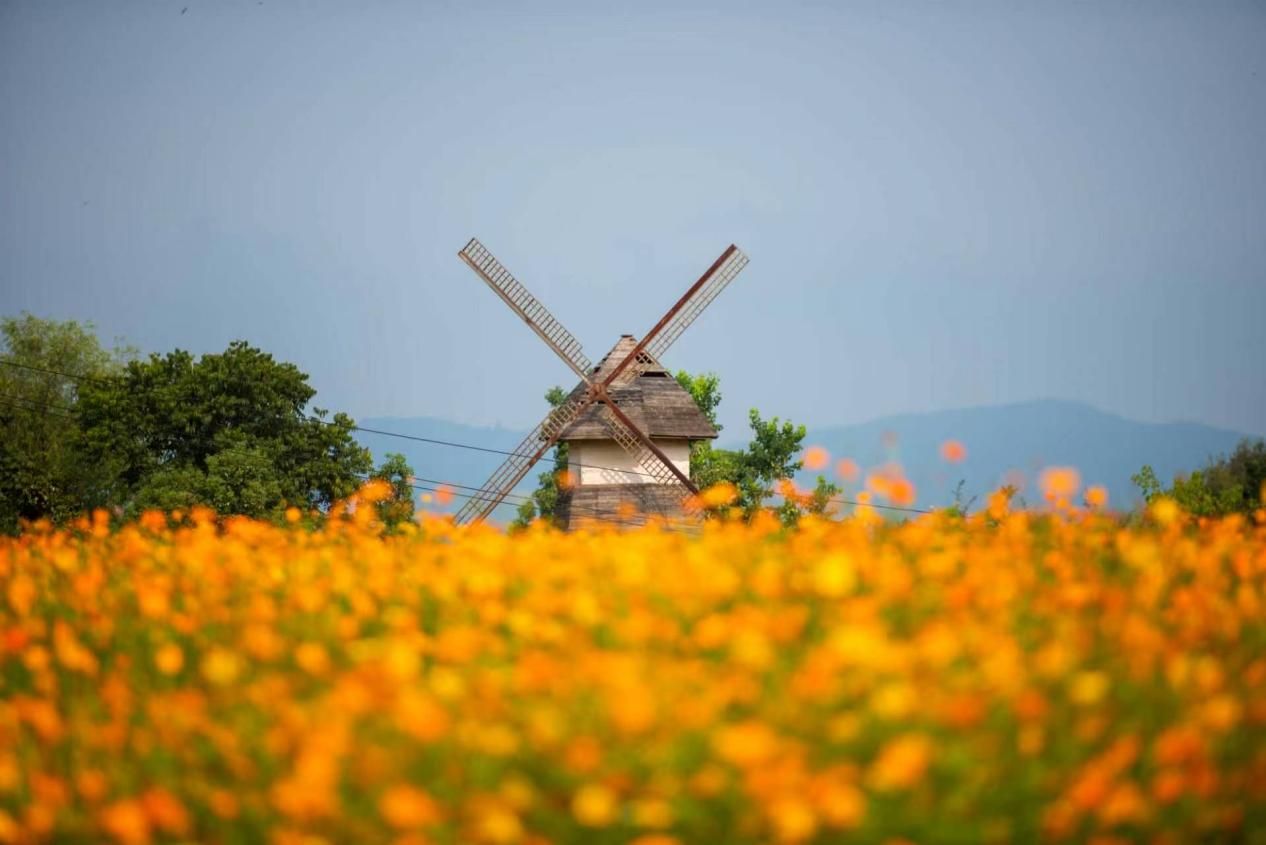 皖黃山區：太平湖畔波斯菊盛放