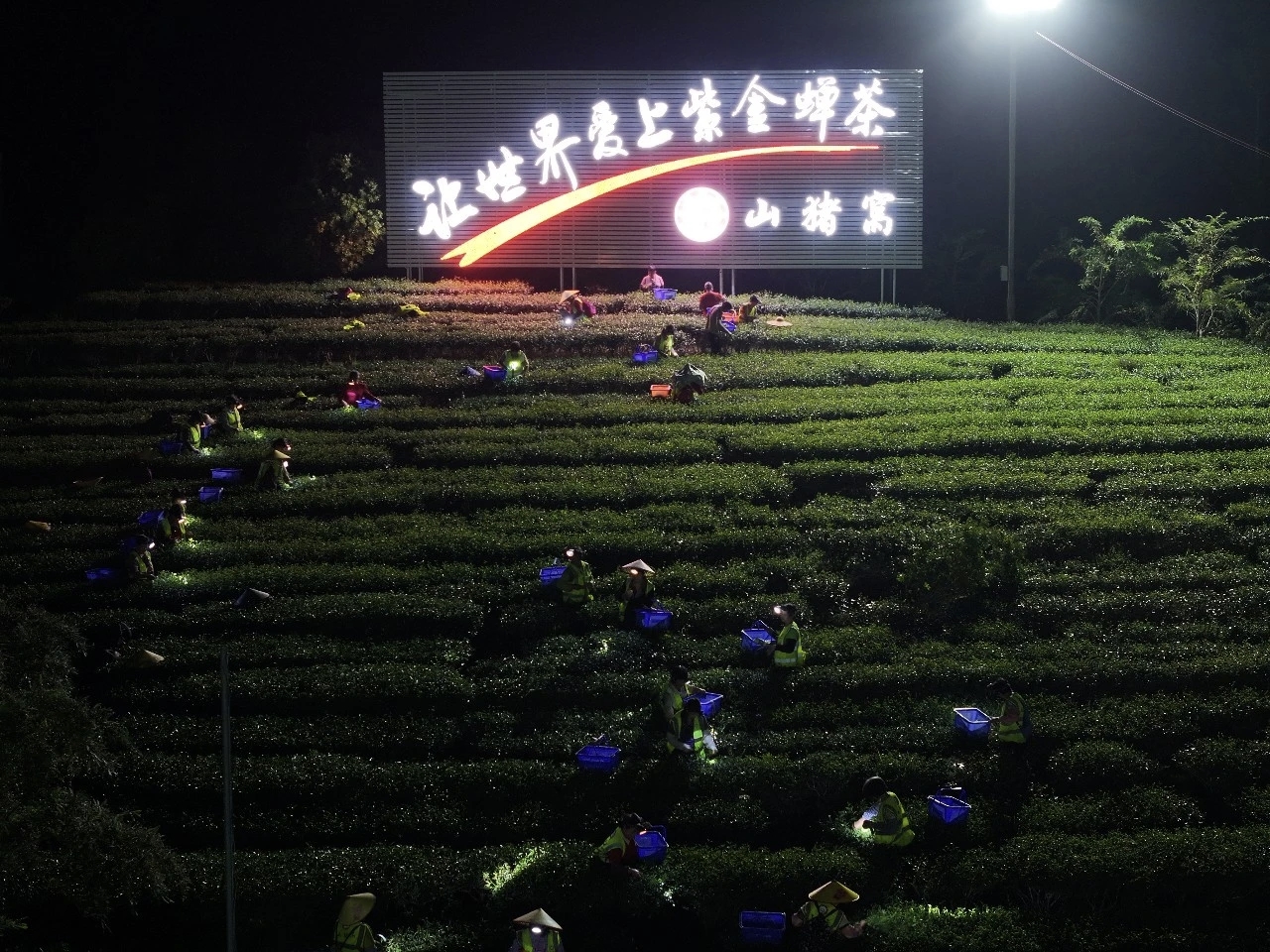 河源首個茶青交易平台開市