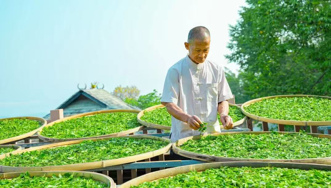 景邁山申遺成功三周年：千年茶山煥新記