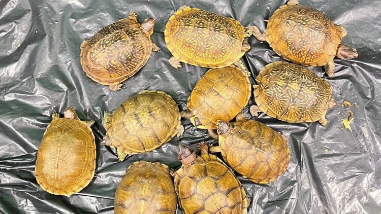海關機場檢獲10隻懷疑受管制屬瀕危物種活龜 市值約兩萬元