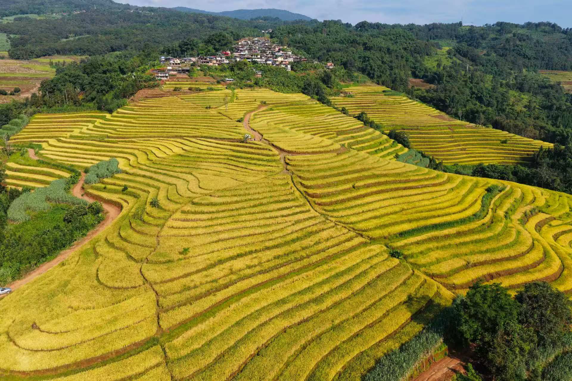 西盟：金秋稻浪湧山鄉 科技助農糧滿倉