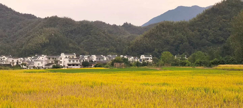 皖黟縣宏潭：黟西北「糧倉」奏響富民「豐收曲」