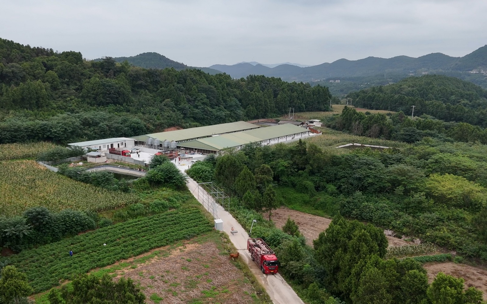 出欄生豬超54萬頭 四川梓潼雙節保供產業分紅村民增收