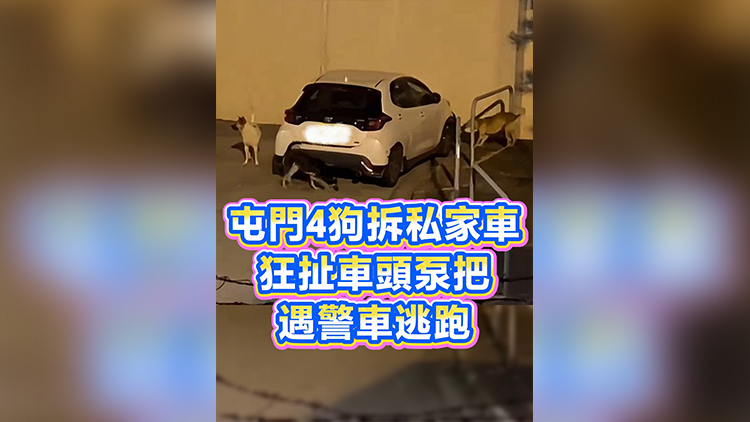 有片丨屯門4狗拆私家車 狂扯車頭泵把 遇警車逃跑