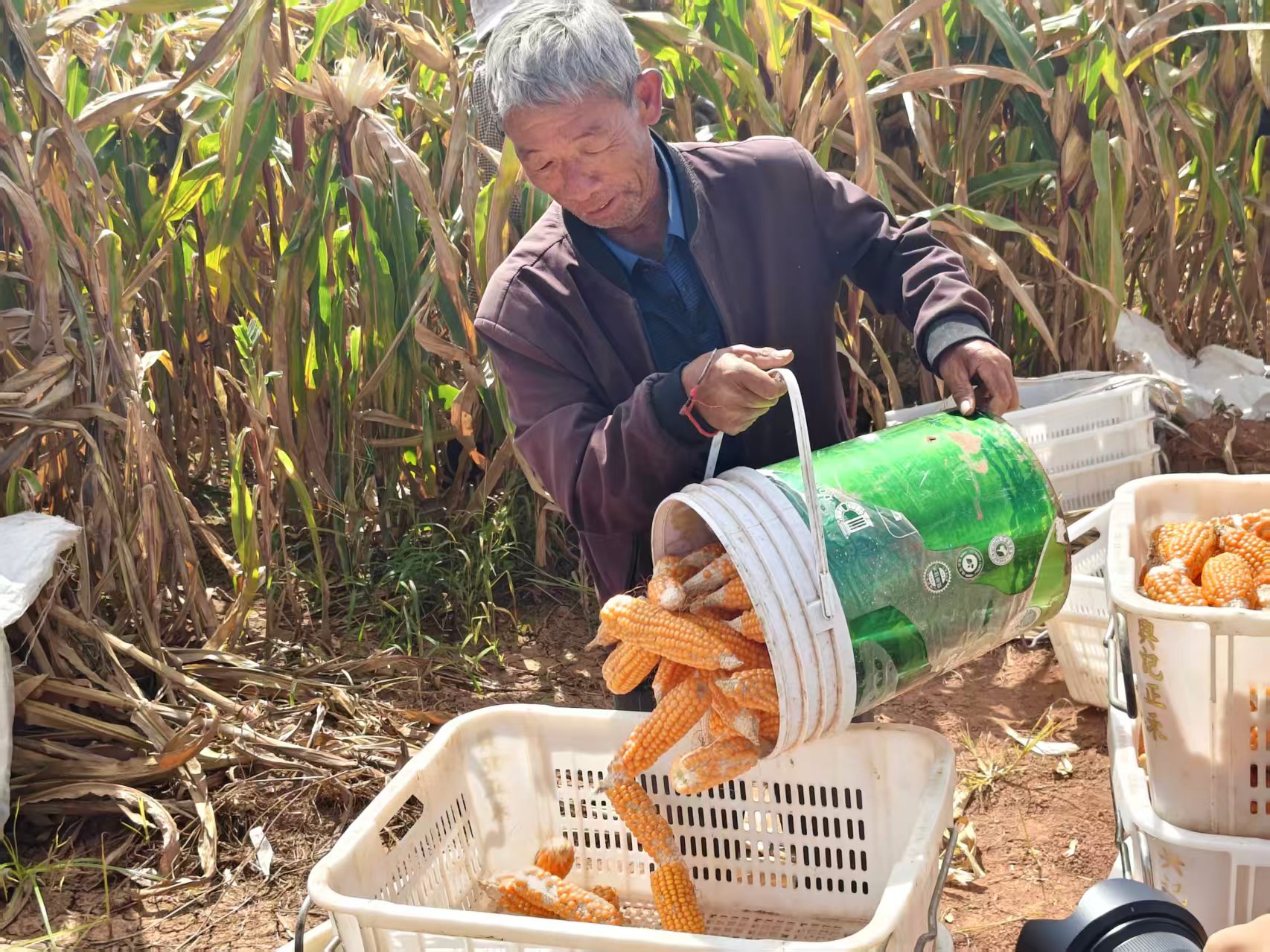 硯山：玉米製種喜豐收 遍地金黃好「豐」景