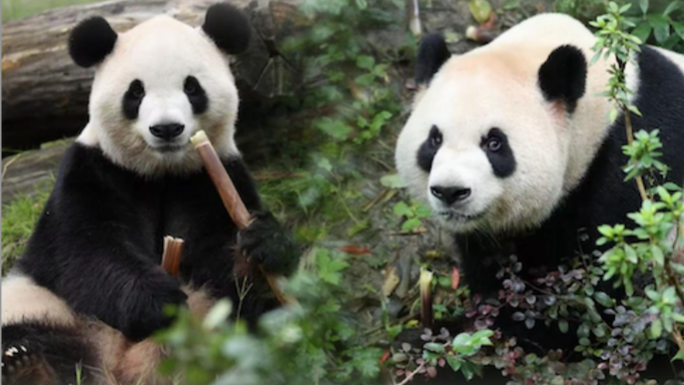 中國大熊貓抵美 動物園：期待大熊貓與遊客正式見面