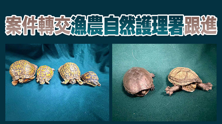 海關機場檢獲6隻受管制瀕危活龜 市值3.8萬元