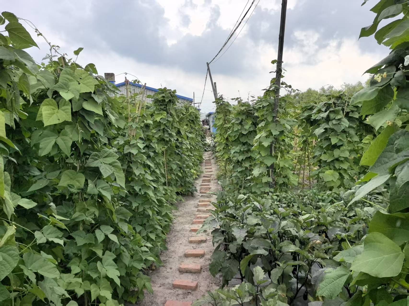 小庭院釋放大活力 大慶慶豐村走出富民振興路