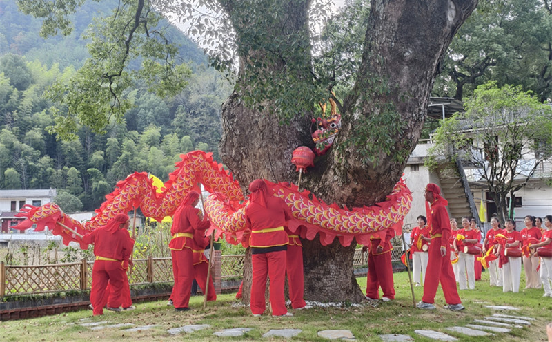 板凳龍節節相連生生不息  皖歙縣北岸鎮非遺煥新潤鄉愁