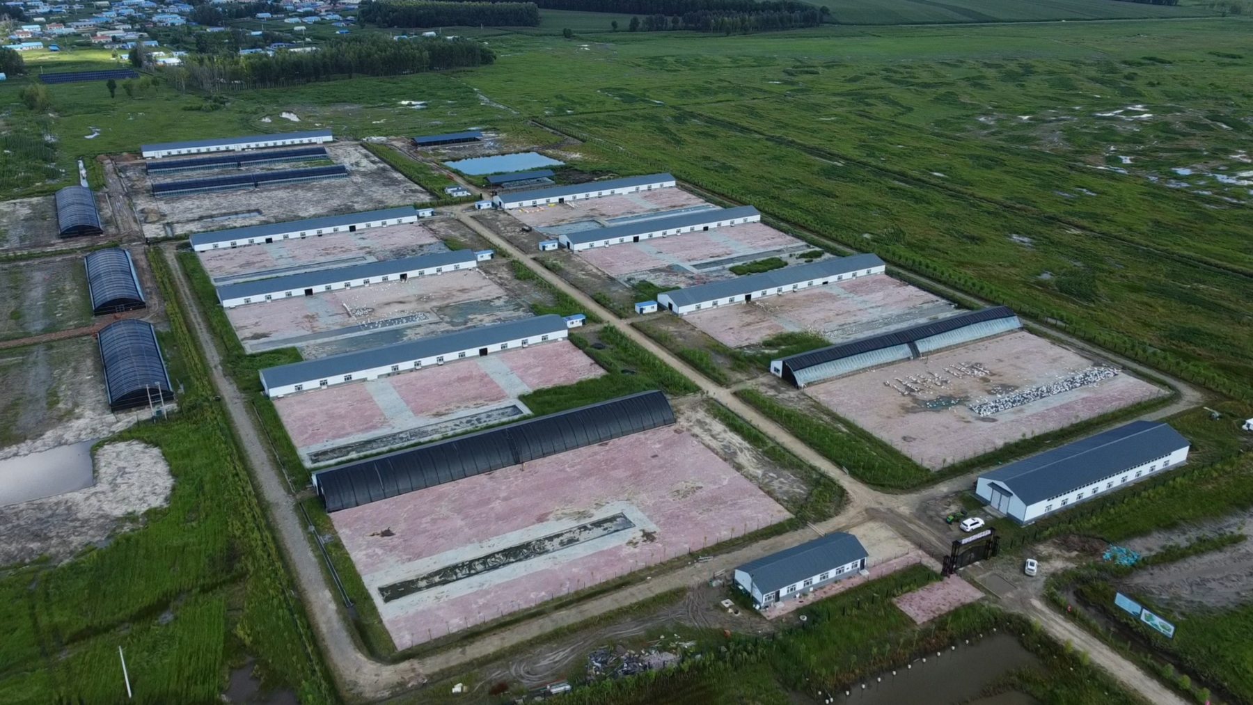 大慶肇源白鵝全鏈升級 鋪就鄉村富民路