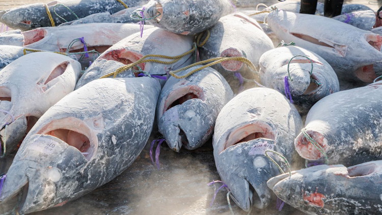 官方發布「食用深海魚類」的消費提示：銀鱈魚金槍魚等汞含量高 應避免長期、高頻次食用