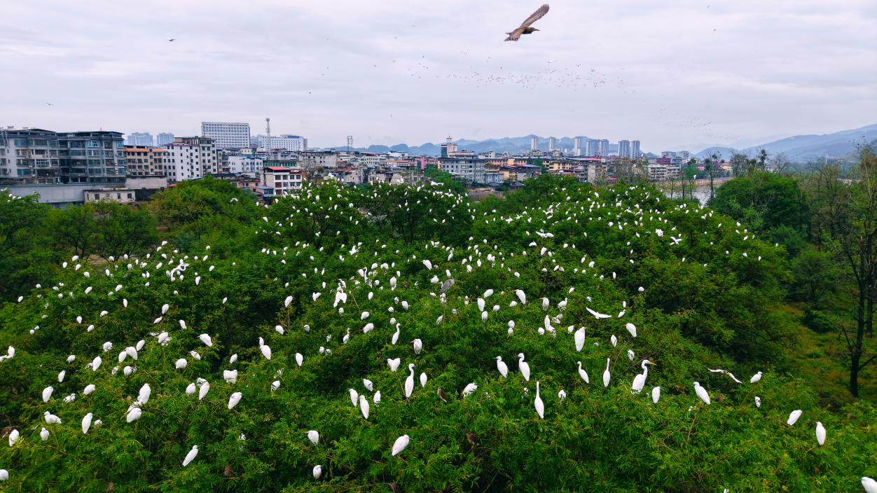湖南新寧夫夷江濕地：萬千候鳥南遷「棲」祝「濕」意國慶