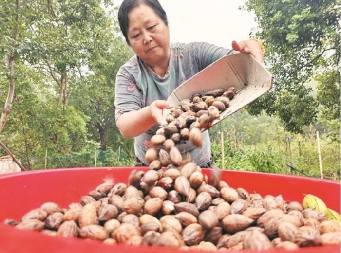 安徽巢湖：薄殼山核桃喜豐收