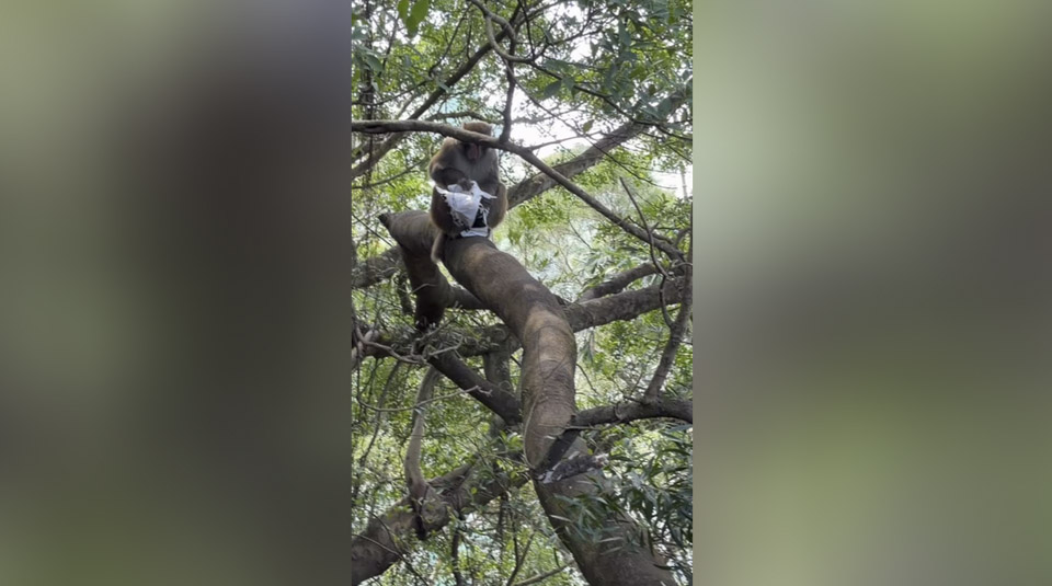 有片〡猴子城隧搶環保袋覓食 網民提醒：好多人都中過招