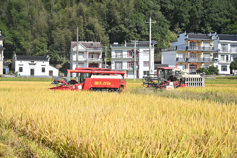 四級聯動精準保障  皖祁門搶收秋糧熱火朝天