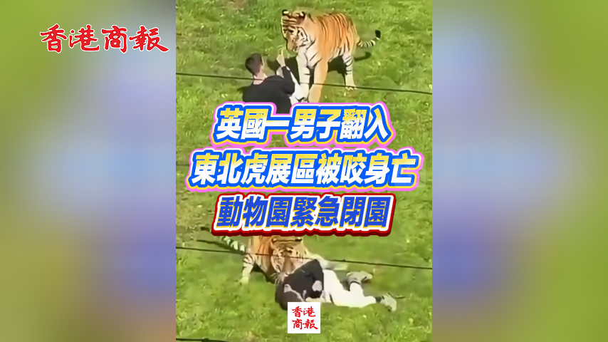 有片丨英國一男子翻入東北虎展區被咬身亡 動物園緊急閉園