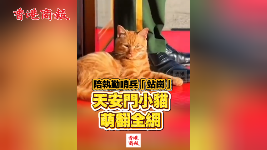 有片丨陪執勤哨兵「站崗」 天安門小貓萌翻全網