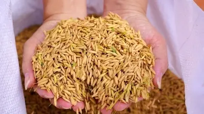 2025年中國糧食收購量達8300億斤