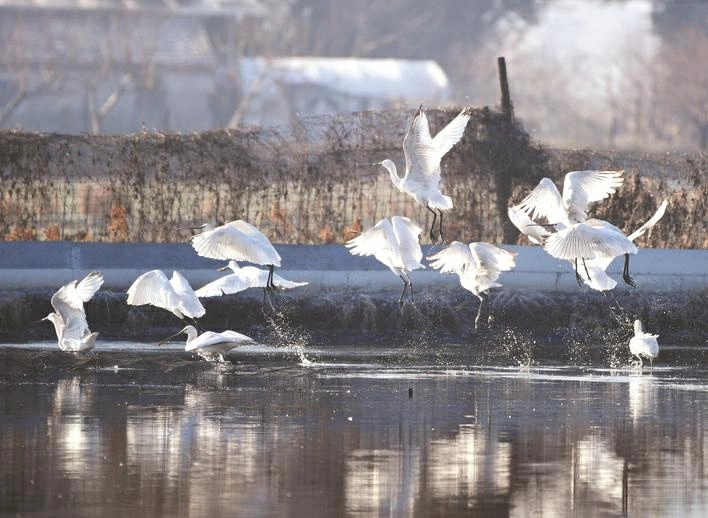 安徽巢湖：白琵鷺現身裕溪河畔