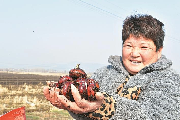 皖巢湖壩鎮：荸薺豐收映紅致富路