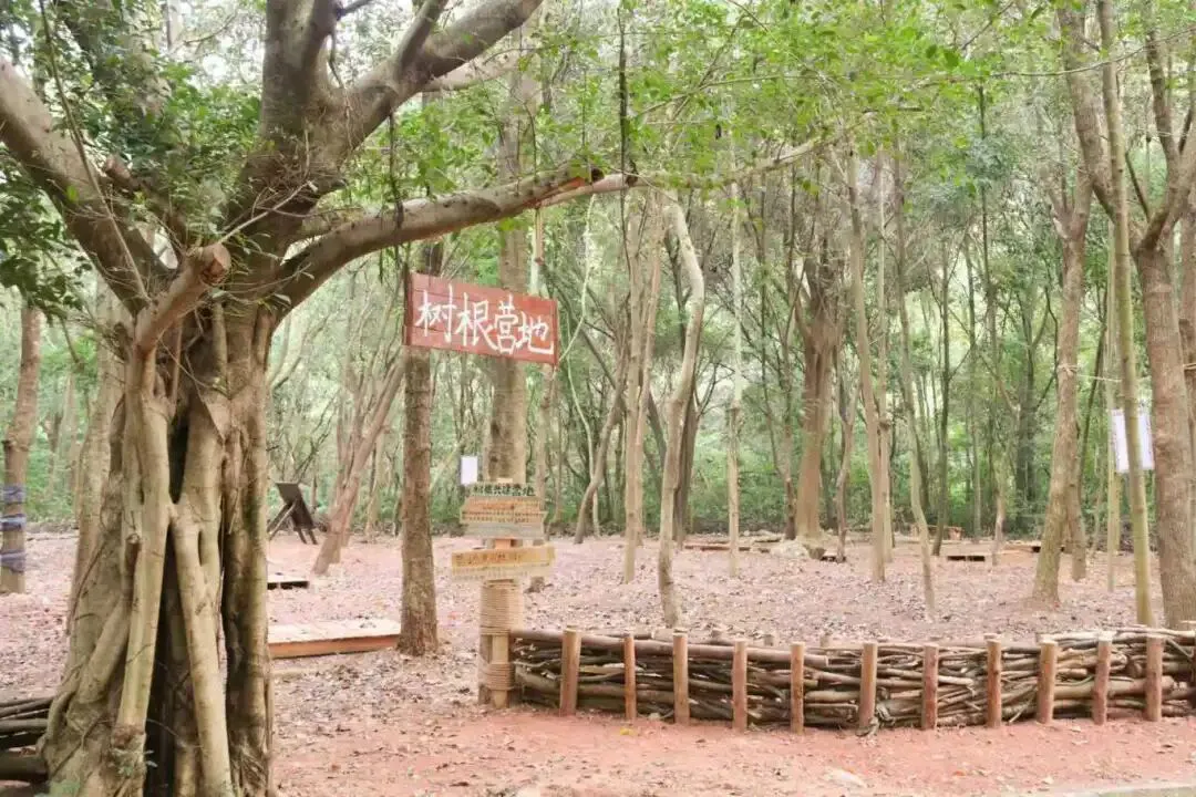 山海綠廊生態文旅新體驗！深圳園山桐基山郊野徑開放