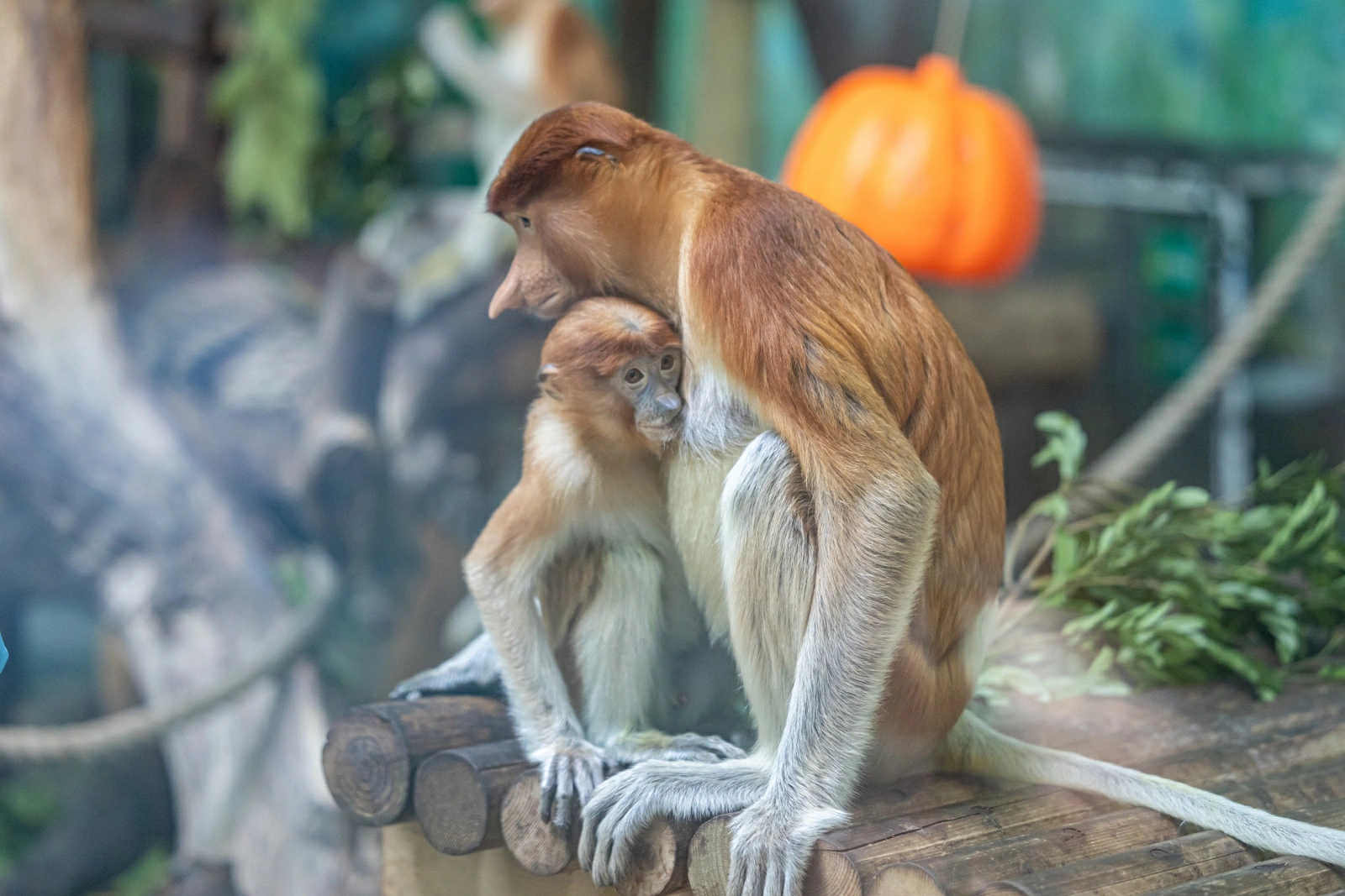 百日長鼻猴在廣州長隆野生動物世界與公眾見面