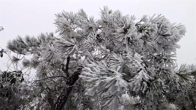 降溫已超10℃ 粵北今年首場霧凇來了