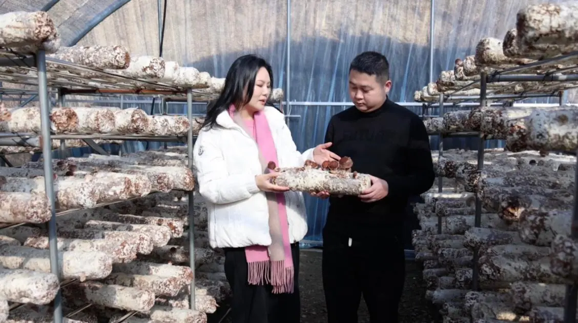  皖徽州區：特色菌菇撐起鄉村振興「致富傘」