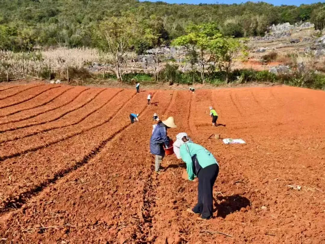 冬日種啥?長嶺街村的致富密碼