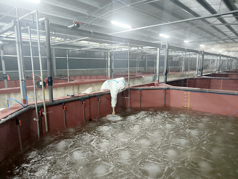「海鮮陸養」 四川綿竹富新首批180萬尾南美白對蝦蝦苗完成投放