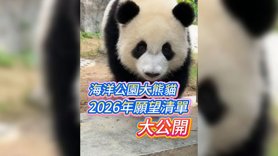 有片丨海洋公園大熊貓2026年願望清單大公開