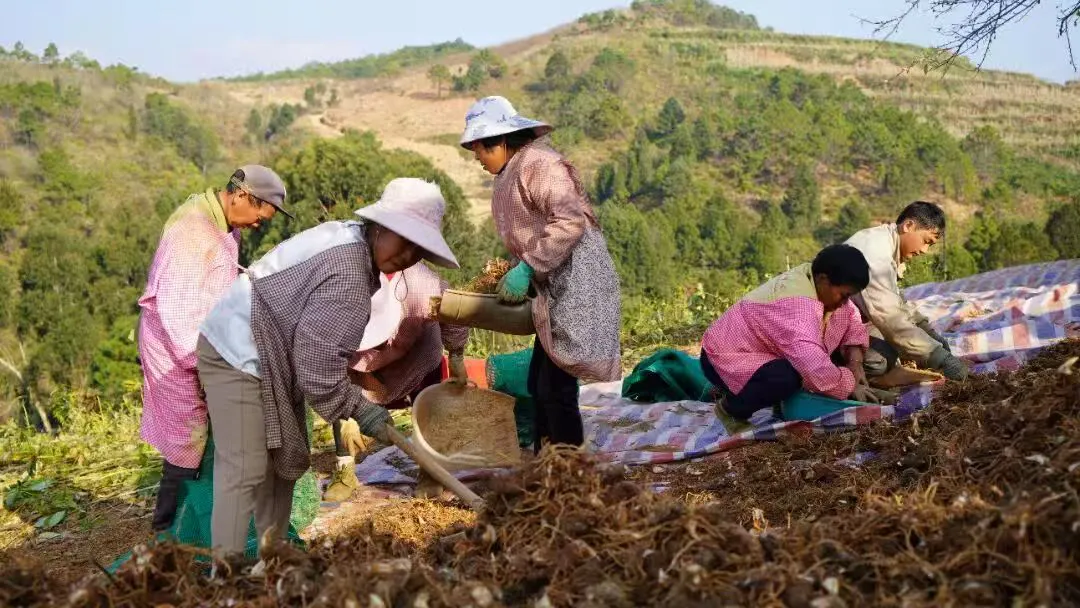 全鏈布局！他用19年在硯山種出一條「致富路」