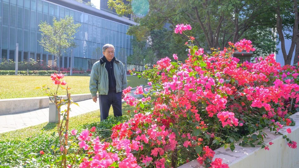 卓永興觀賞添馬紫花風鈴木園